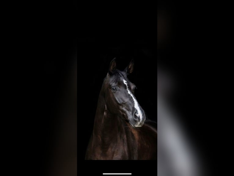 Alt Oldenburg Stallion 10 years 16 hh Black in Gneven