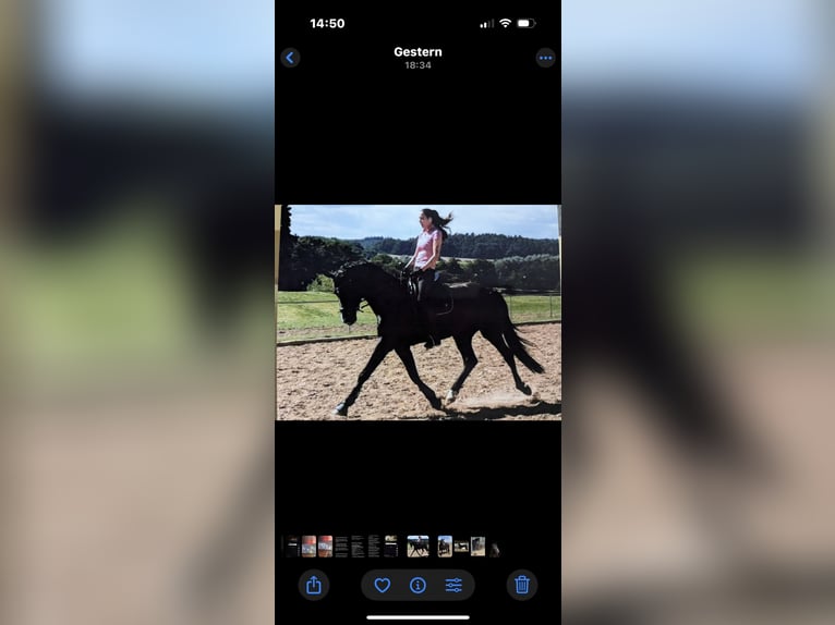 Alt Oldenburg Stallion 10 years 16 hh Black in Gneven