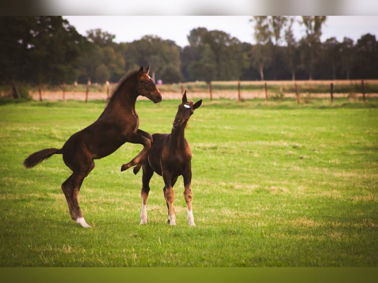 Alt Oldenburg Stallion 1 year 16 hh Black in D&#xF6;tlingen