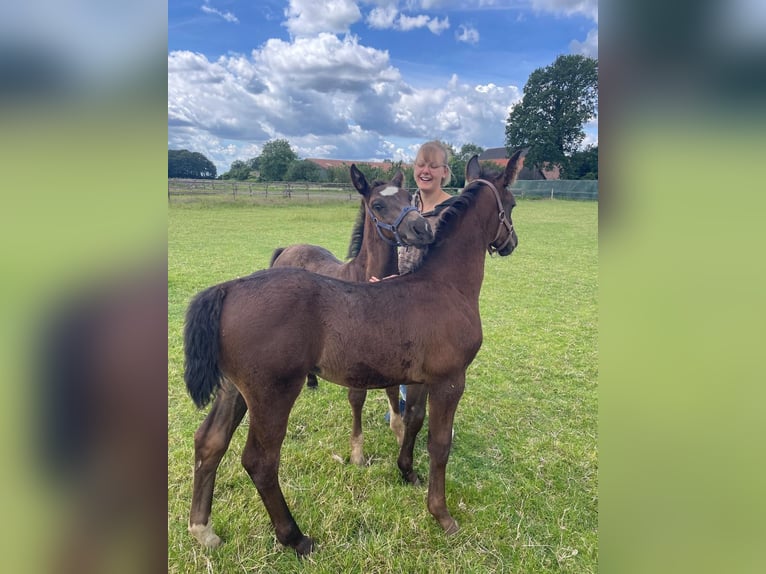Alt Oldenburg Stallion 1 year 16 hh Black in D&#xF6;tlingen