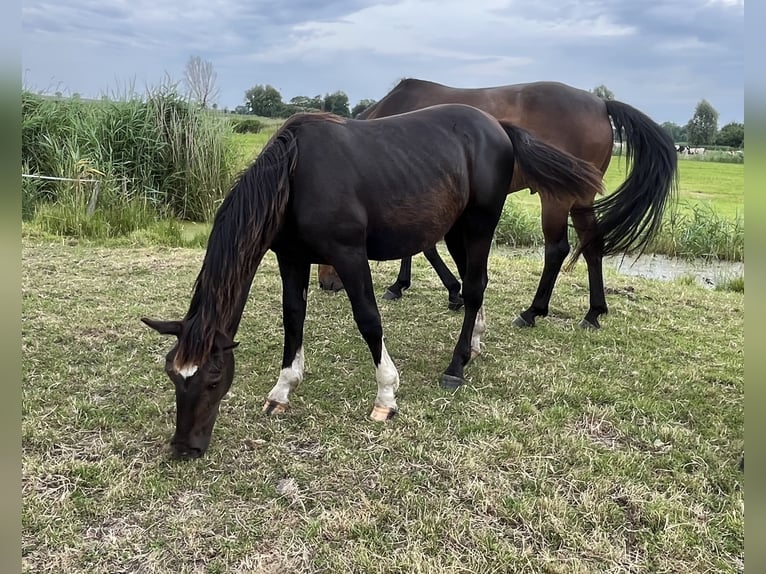 Alt Oldenburg Stallion 1 year 16 hh Black in D&#xF6;tlingen
