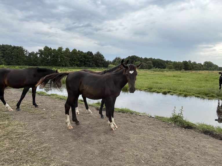 Alt Oldenburg Stallion 1 year 16 hh Black in D&#xF6;tlingen