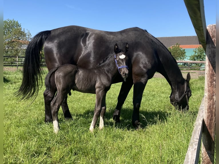 Alt Oldenburg Stallion 1 year 16 hh Black in D&#xF6;tlingen