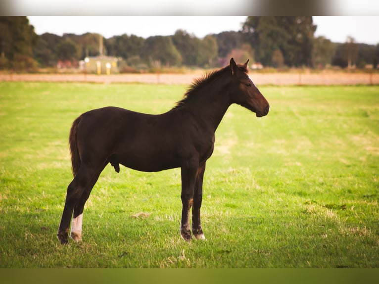 Alt Oldenburg Stallion 1 year 16 hh Black in D&#xF6;tlingen