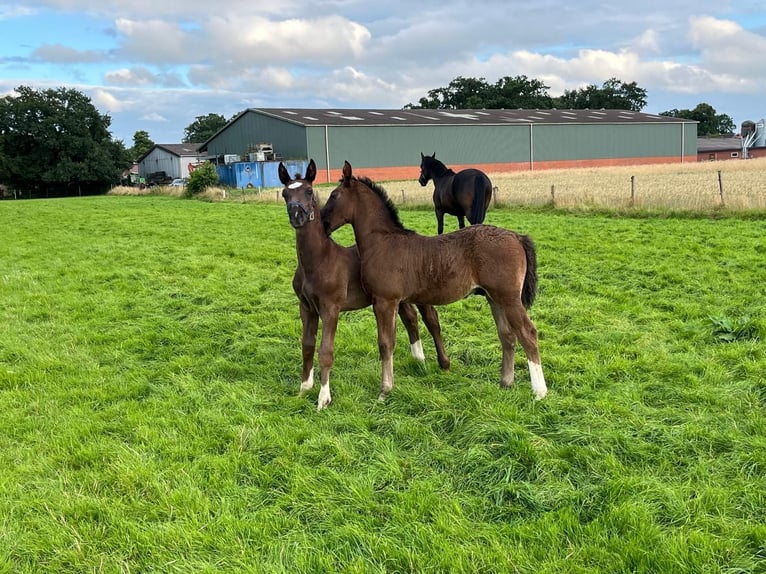 Alt Oldenburg Stallion 1 year 16,2 hh Black in D&#xF6;tlingen