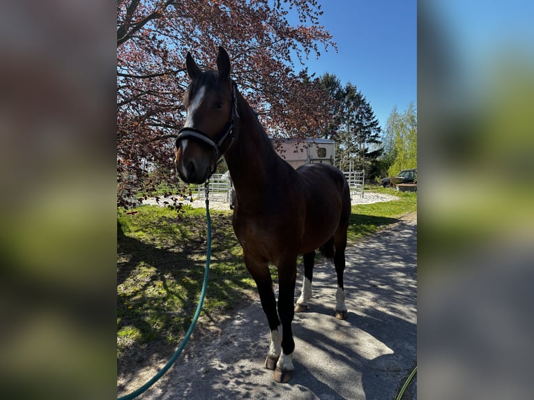 Alt Oldenburg Stallion 2 years 15.2 hh Brown in Jever