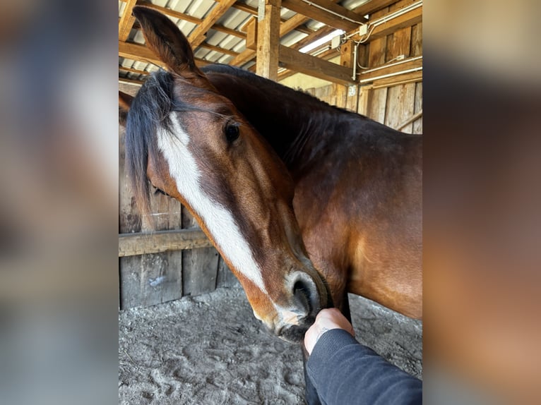 Alt Oldenburg Stallion 2 years 15.2 hh Brown in Jever