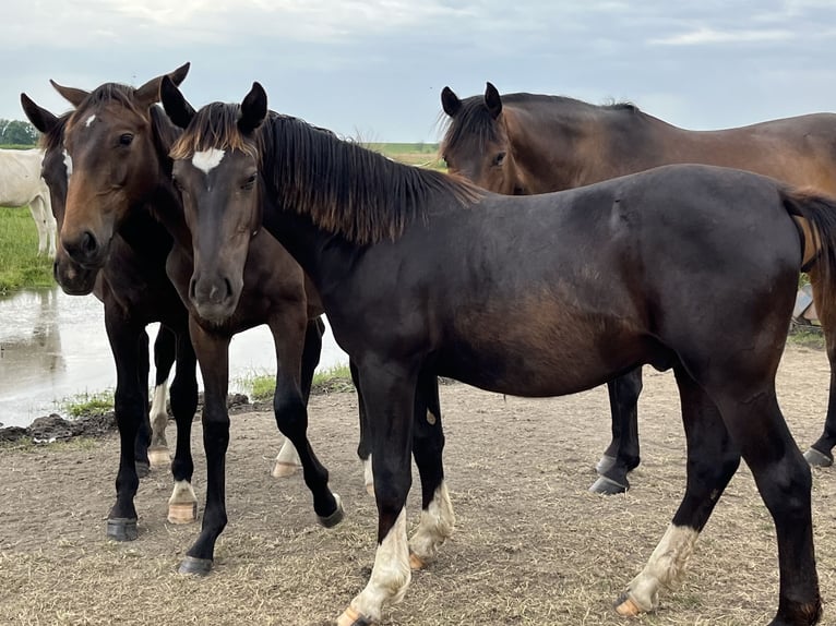 Alt Oldenburg Stallion 2 years 16 hh Black in Dötlingen