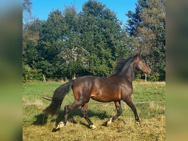 Alt Oldenburg Stallion 3 years 15,2 hh Brown in Moormerland