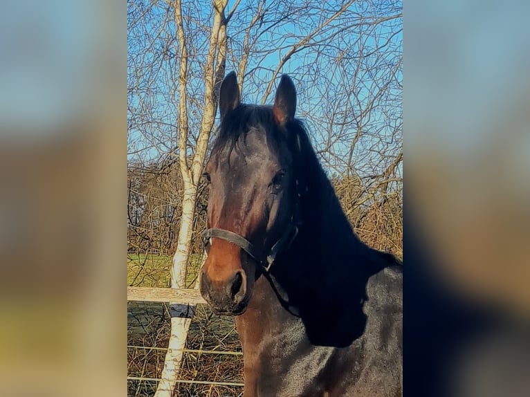 Alt Oldenburg Stallion 4 years 16 hh Brown in Moormerland