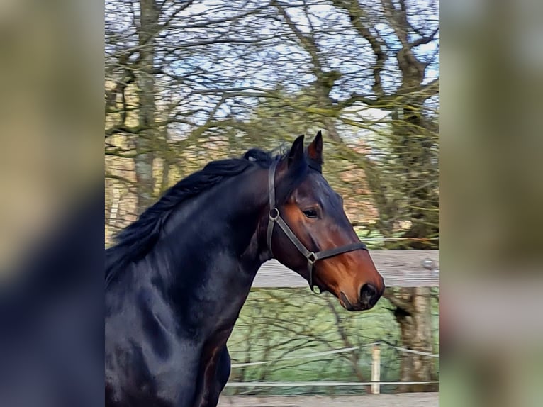 Alt Oldenburg Stallion 4 years 16 hh Brown in Moormerland