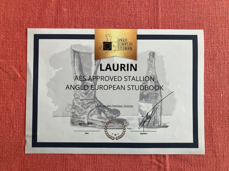 Alt Oldenburg Stallion Black in Mahlow