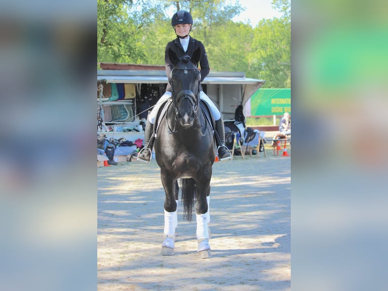 Alt Oldenburg Stallion Black in Mahlow