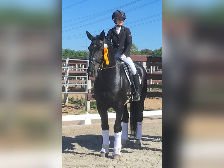 Alt Oldenburg Stallion Black in Mahlow