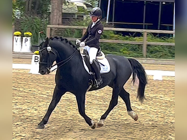 Alt Oldenburg Stallion Black in Mahlow