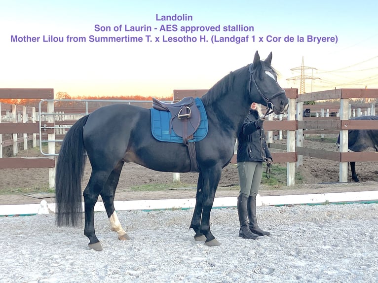 Alt Oldenburg Stallion Black in Mahlow