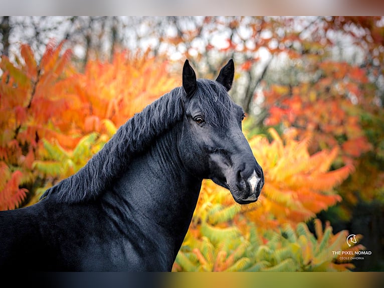 Alt Oldenburg Stallion Black in Mahlow
