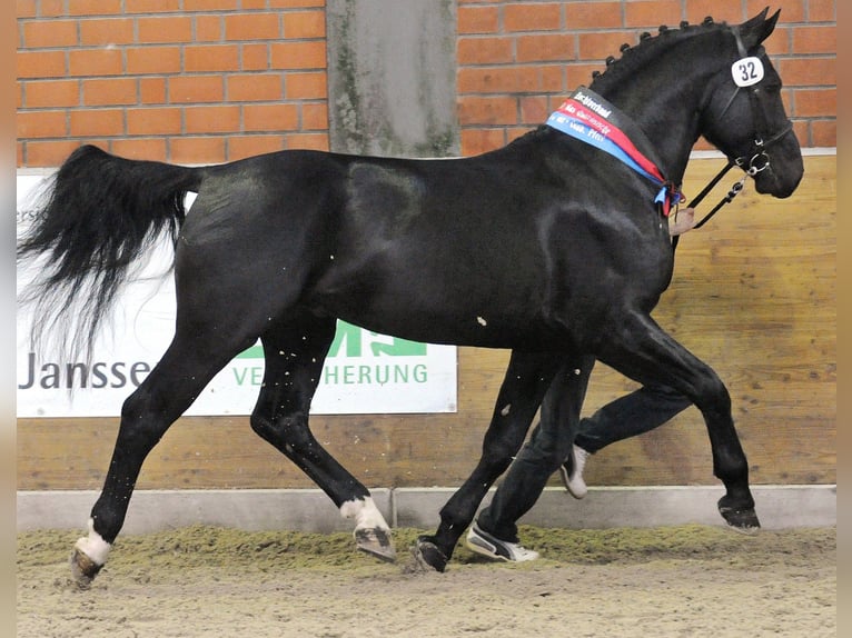 Alt Oldenburg Stallion in Celle