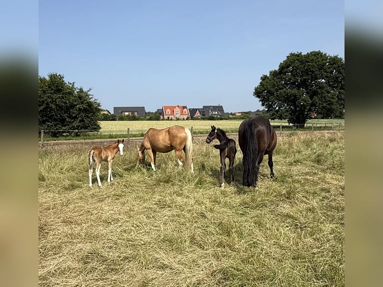 Alt Oldenburg Stallion Foal (05/2025) 16 hh Black in D&#xF6;tlingen