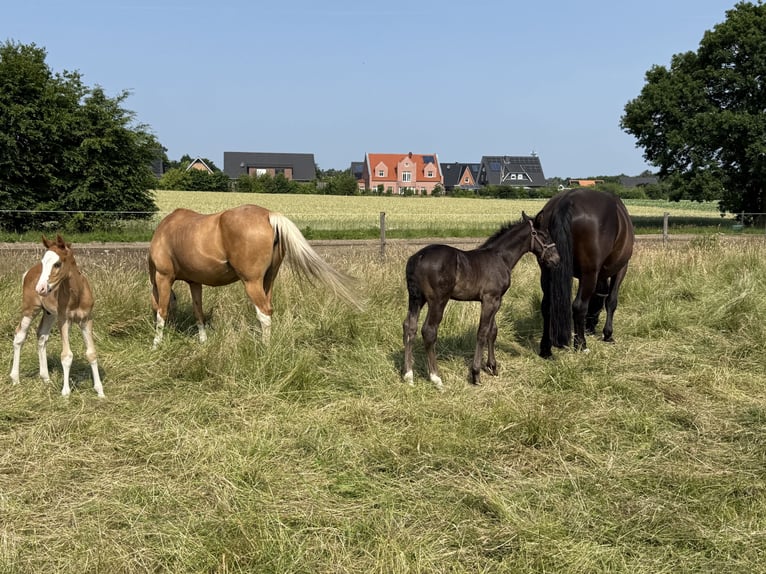 Alt Oldenburg Stallion Foal (05/2025) 16 hh Black in D&#xF6;tlingen