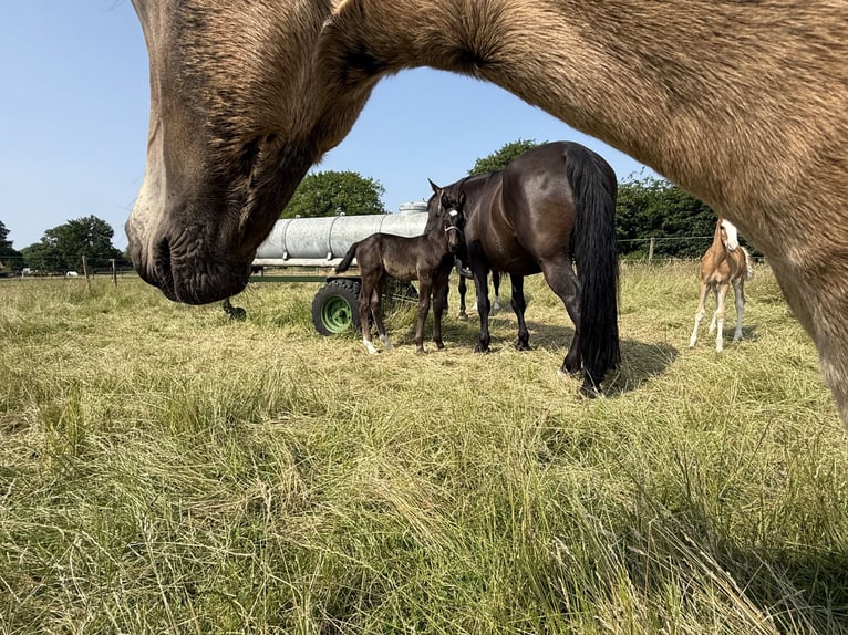 Alt Oldenburg Stallion Foal (05/2025) 16 hh Black in D&#xF6;tlingen