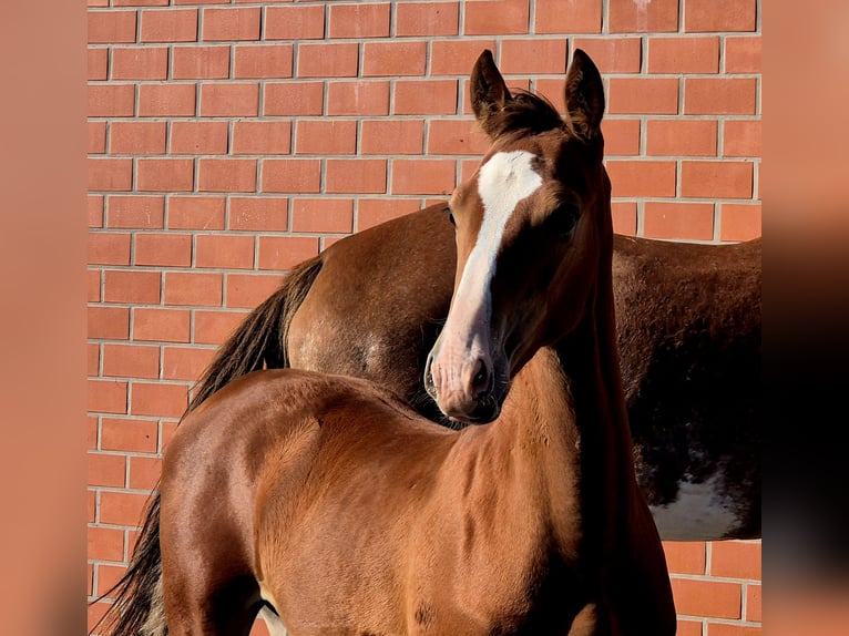 Alt Oldenburg Stallion Foal (05/2025) 16,2 hh Brown in Ochtersum