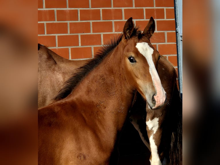 Alt Oldenburg Stallion Foal (05/2025) 16,2 hh Brown in Ochtersum