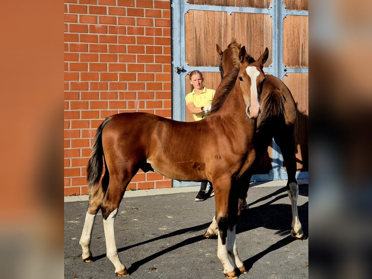 Alt Oldenburg Stallion Foal (05/2025) 16,2 hh Brown in Ochtersum