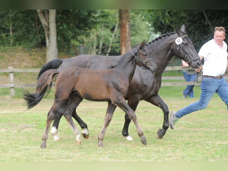 Alt Oldenburg Stallion Foal (04/2024) Black in Berge-Grafeld