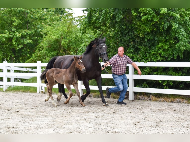 Alt Oldenburg Stallion Foal (04/2026) Black in Insel Usedom