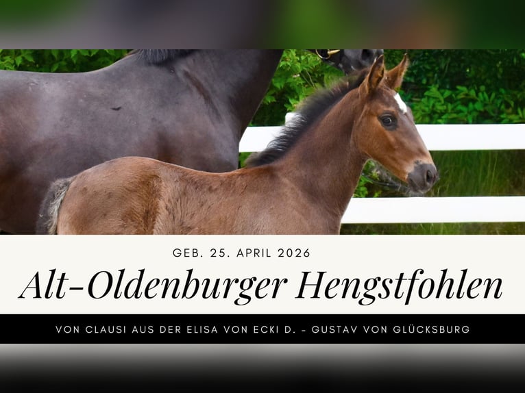 Alt Oldenburg Stallion Foal (04/2026) Black in Insel Usedom