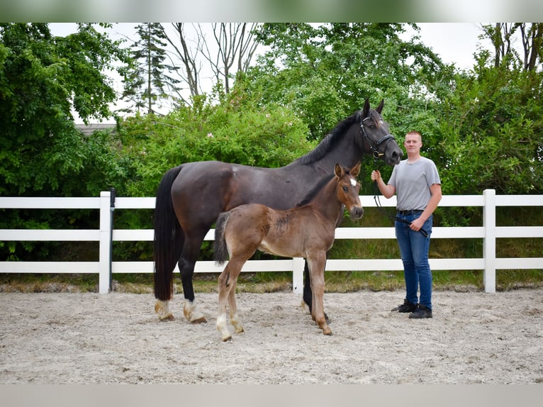 Alt Oldenburg Stallion Foal (04/2026) Black in Insel Usedom