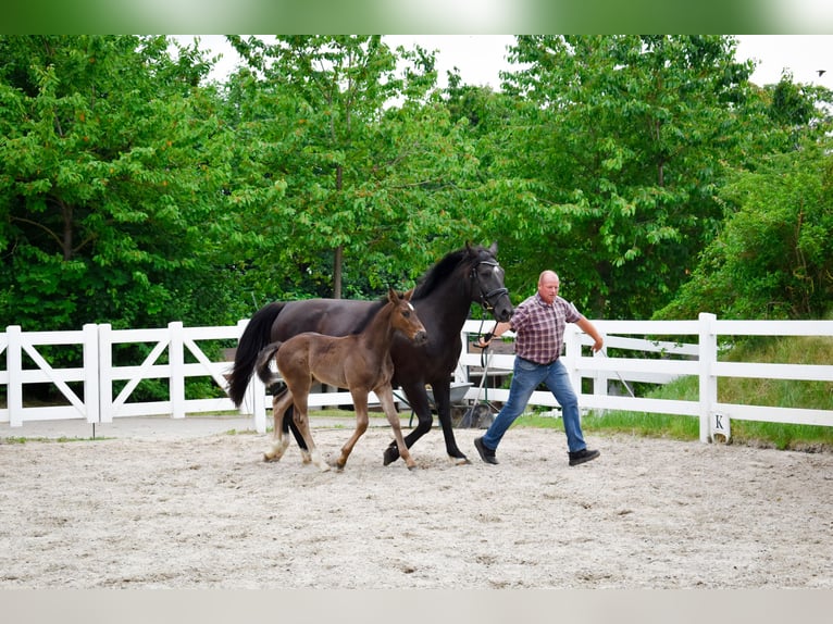 Alt Oldenburg Stallion Foal (04/2026) Black in Insel Usedom
