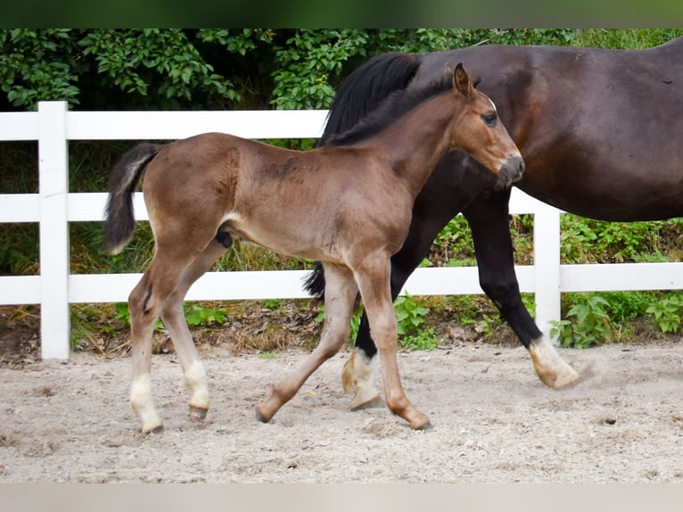Alt Oldenburg Stallion Foal (04/2026) Black in Insel Usedom