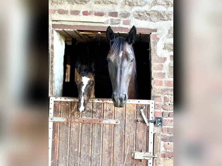 Alt Oldenburg Stallion Foal (05/2024) Black in Menden