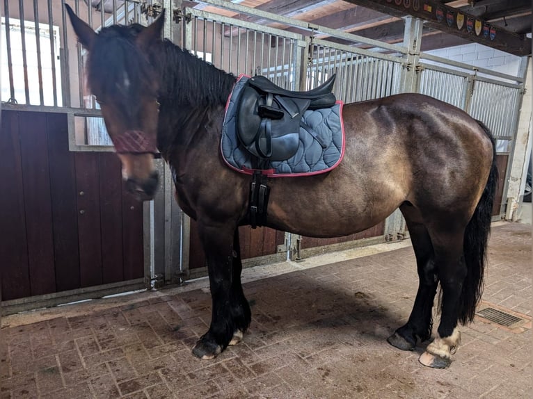 Alt Oldenburg Sto 7 år 155 cm Mörkbrun in Wilhelmshaven