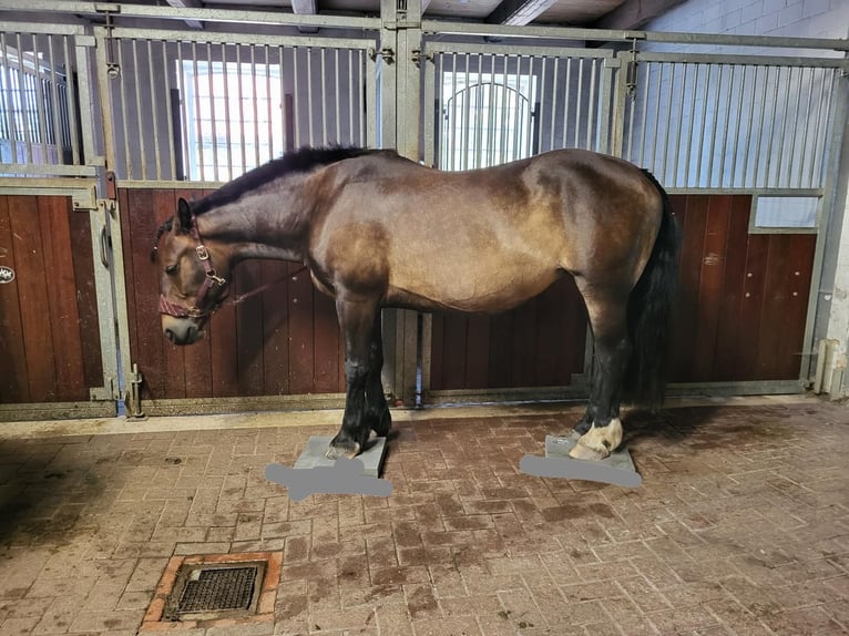 Alt Oldenburg Sto 7 år 155 cm Mörkbrun in Wilhelmshaven