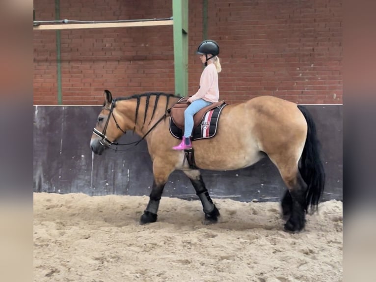 Alt Oldenburg Sto 9 år 156 cm in Jever