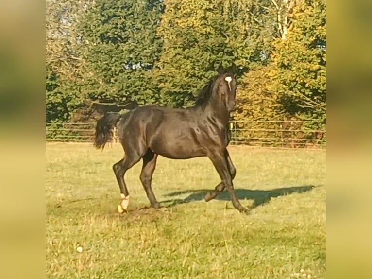 Alt Oldenburg Valack 1 år 175 cm Svart in Stöckse