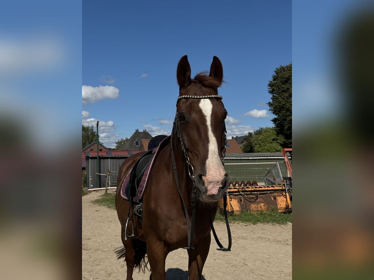 Alt-Oldenburger Castrone 15 Anni 166 cm Sauro scuro in Niederkrüchtenhten