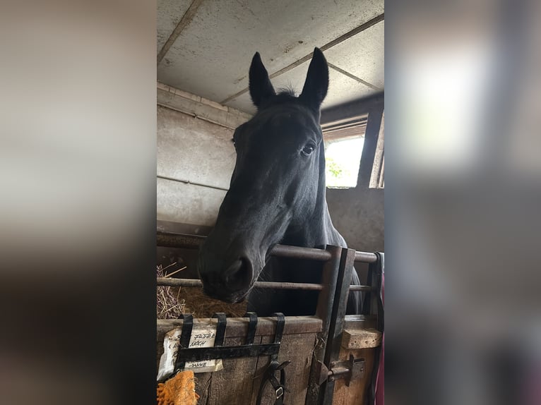 Alt-Oldenburger Mix Castrone 18 Anni Morello in Ober-Ramstadt