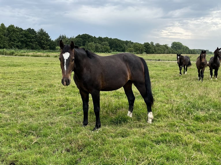 Alt-Oldenburger Castrone 2 Anni 165 cm Baio scuro in D&#xF6;tlingen