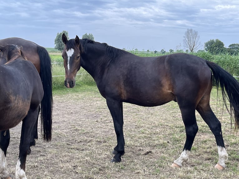 Alt-Oldenburger Castrone 2 Anni 165 cm Baio scuro in D&#xF6;tlingen