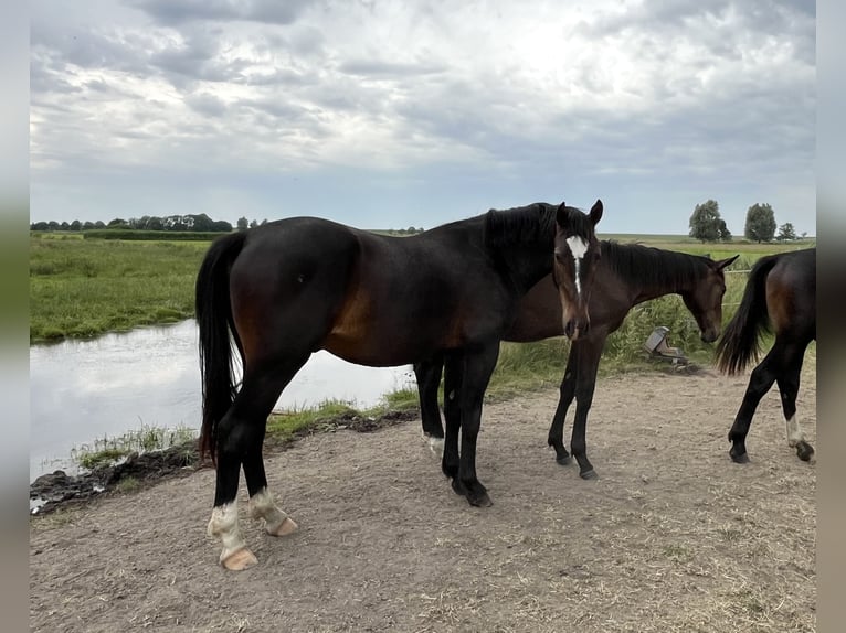 Alt-Oldenburger Castrone 2 Anni 165 cm Baio scuro in D&#xF6;tlingen
