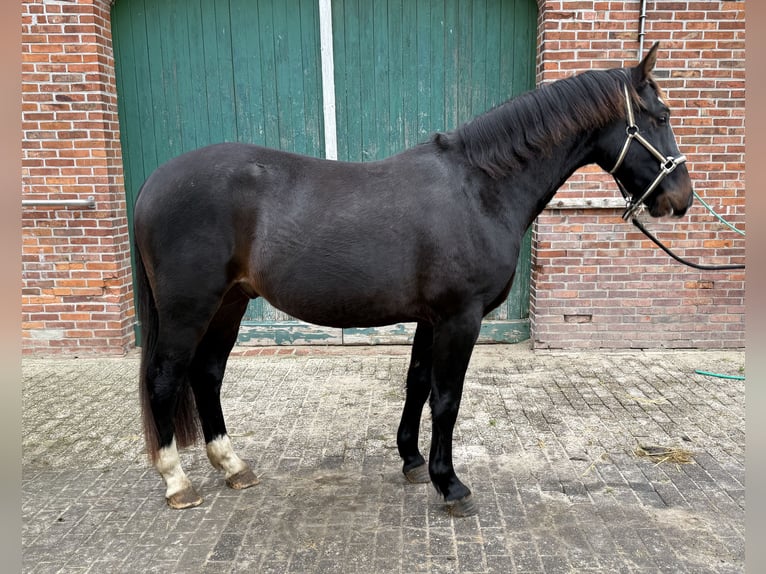 Alt-Oldenburger Castrone 3 Anni 165 cm Baio scuro in Dötlingen