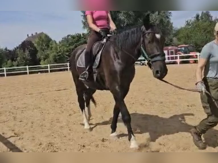 Alt-Oldenburger Castrone 3 Anni 175 cm Morello in F&#xFC;rstenberg