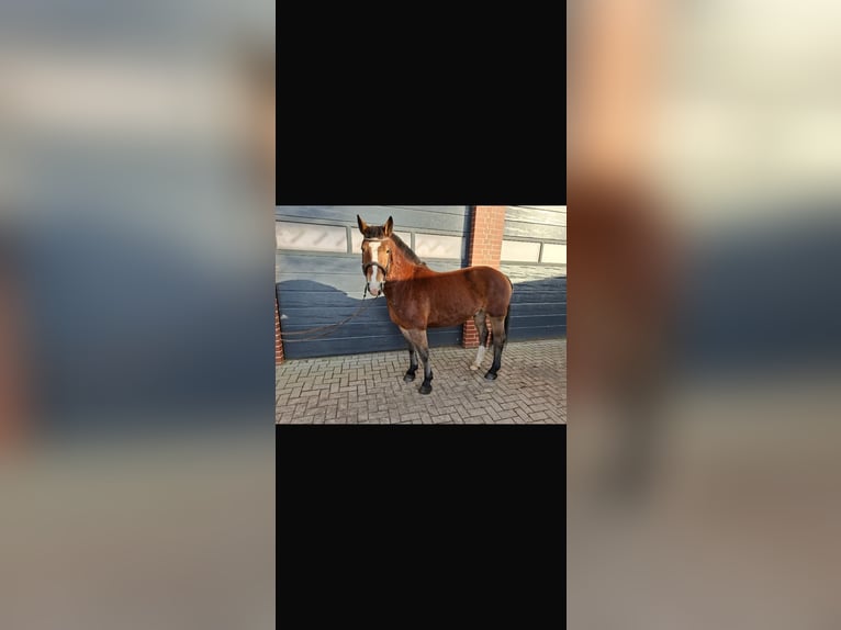 Alt-Oldenburger Mix Castrone 4 Anni 156 cm Baio in Wallenhorst