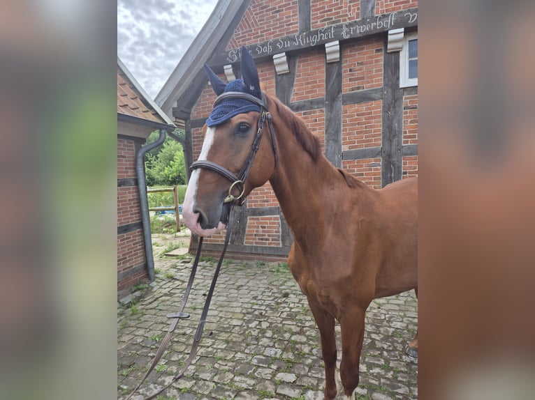 Alt-Oldenburger Castrone 4 Anni 165 cm Sauro in Bippen