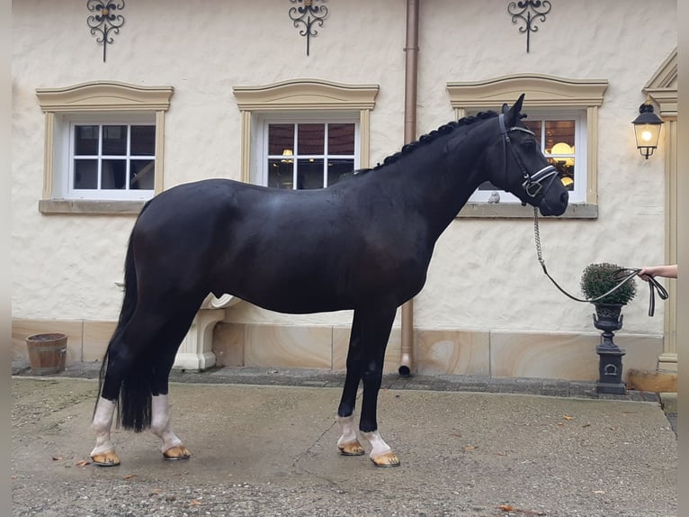 Alt-Oldenburger Castrone 4 Anni 166 cm Morello in Schöppingen