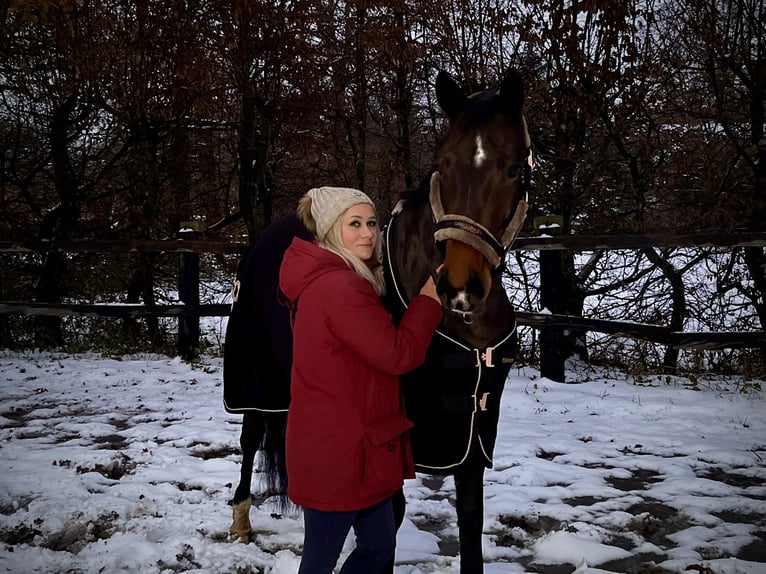 Alt-Oldenburger Castrone 4 Anni 175 cm Baio scuro in BremenBremen